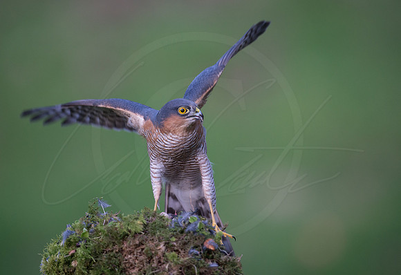 -_DSC2909-21-10-2012-Edit