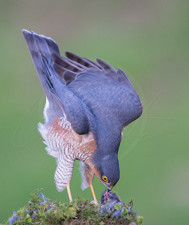 -_DSC2662-21-10-2012