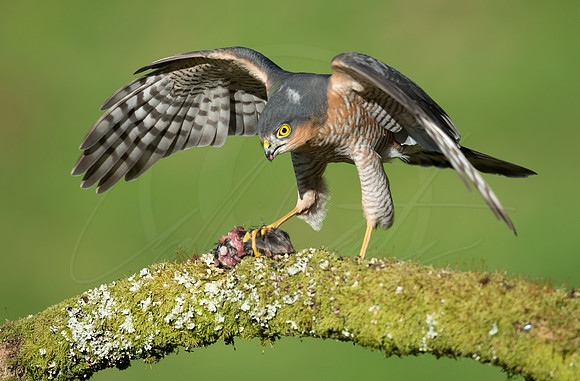 -_DSC2404-21-10-2012-Edit
