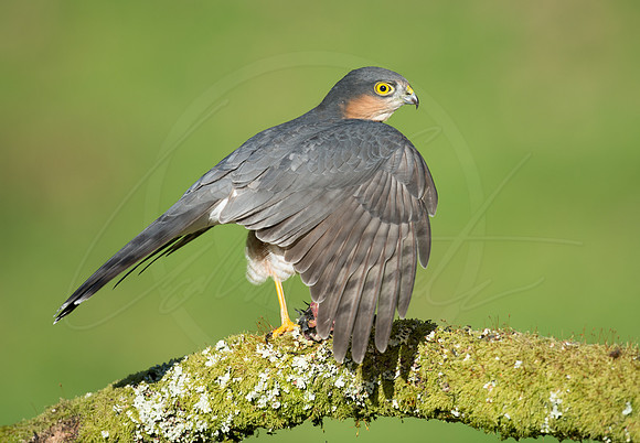 -_DSC2397-21-10-2012-Edit