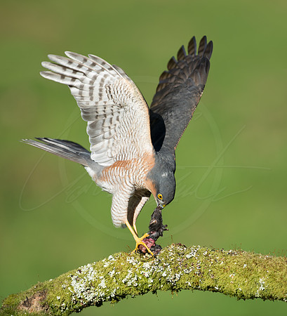 -_DSC2394-21-10-2012-Edit-Edit