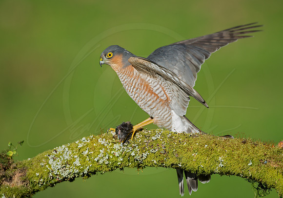 -_DSC2325-21-10-2012-Edit