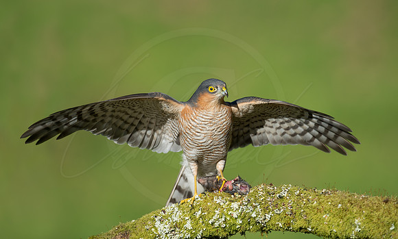 -_DSC2386-21-10-2012-Edit