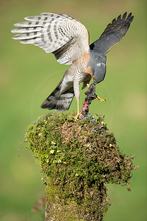 -_DSC2539-21-10-2012-Edit