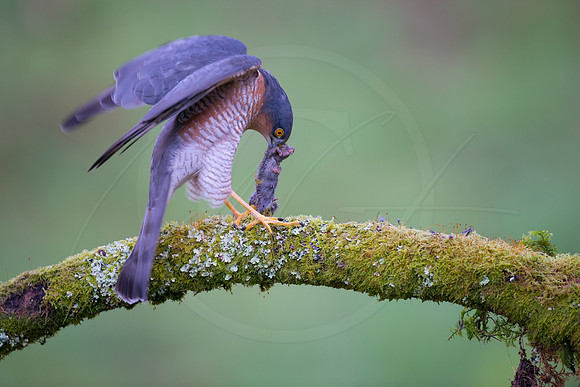 -_DSC2150-21-10-2012-Edit