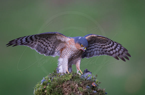 -_DSC2896-21-10-2012-Edit