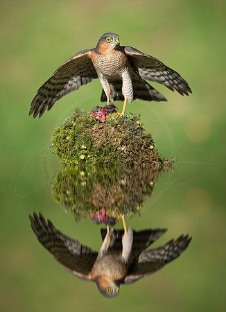 Sparrowhawk Island