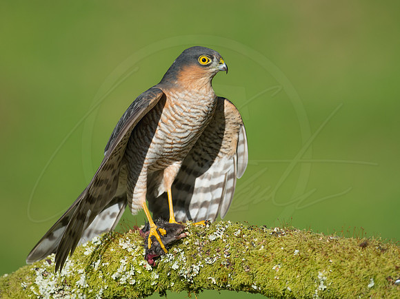 -_DSC2400-21-10-2012-Edit