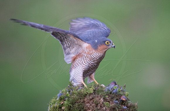 -_DSC2651-21-10-2012-Edit