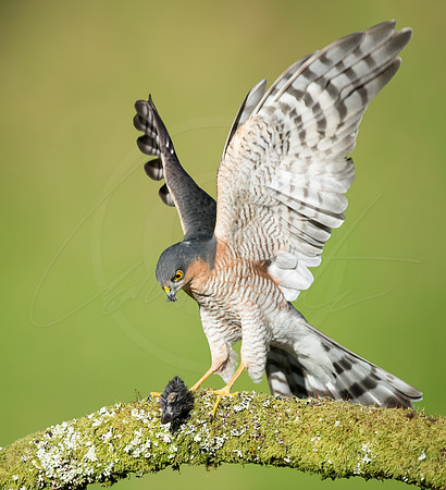-_DSC2338-21-10-2012-Edit