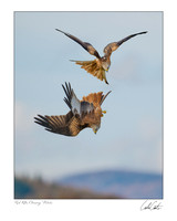 Red Kites chasing