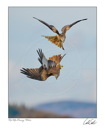Red Kites chasing
