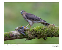 Female Sparrowhawk and Prey