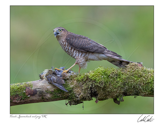 Female Sparrowhawk and Prey