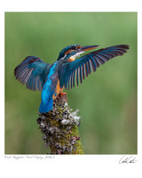 Female Kingfisher Threat Display