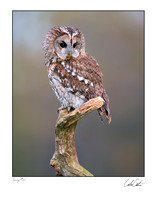 Tawny Owl