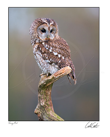 Tawny Owl