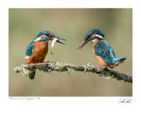 Male and Female Kingfishers