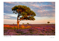 Tree and heather