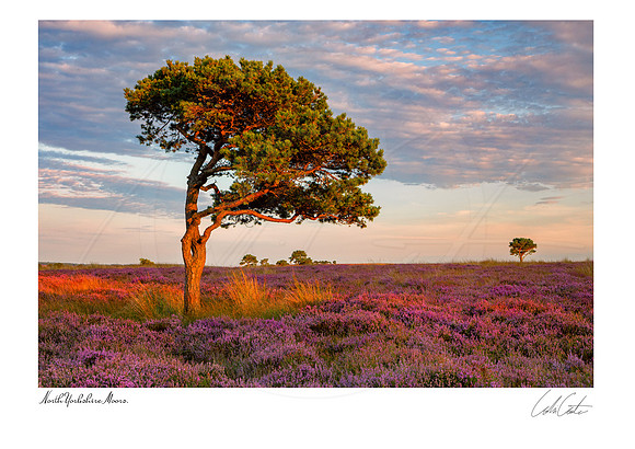 Tree and heather