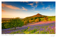 Roseberry Topping and the Bluebells
