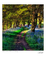 Bluebell Woods, Newton under Roseberry