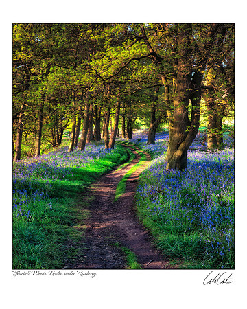 Bluebell Woods, Newton under Roseberry