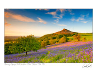 Roseberry Topping and Bluebells