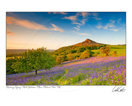 Roseberry Topping and Bluebells
