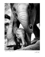 Mother and Baby elephant