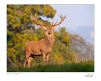 Red Deer Stag