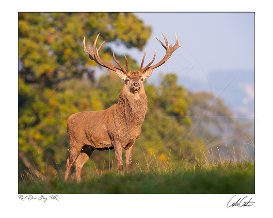 Red Deer Stag