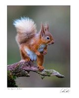 Red Squirrel