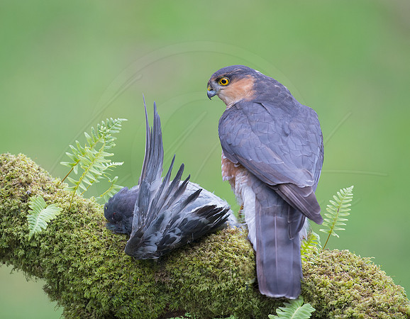 Sparrowhawk and Prey